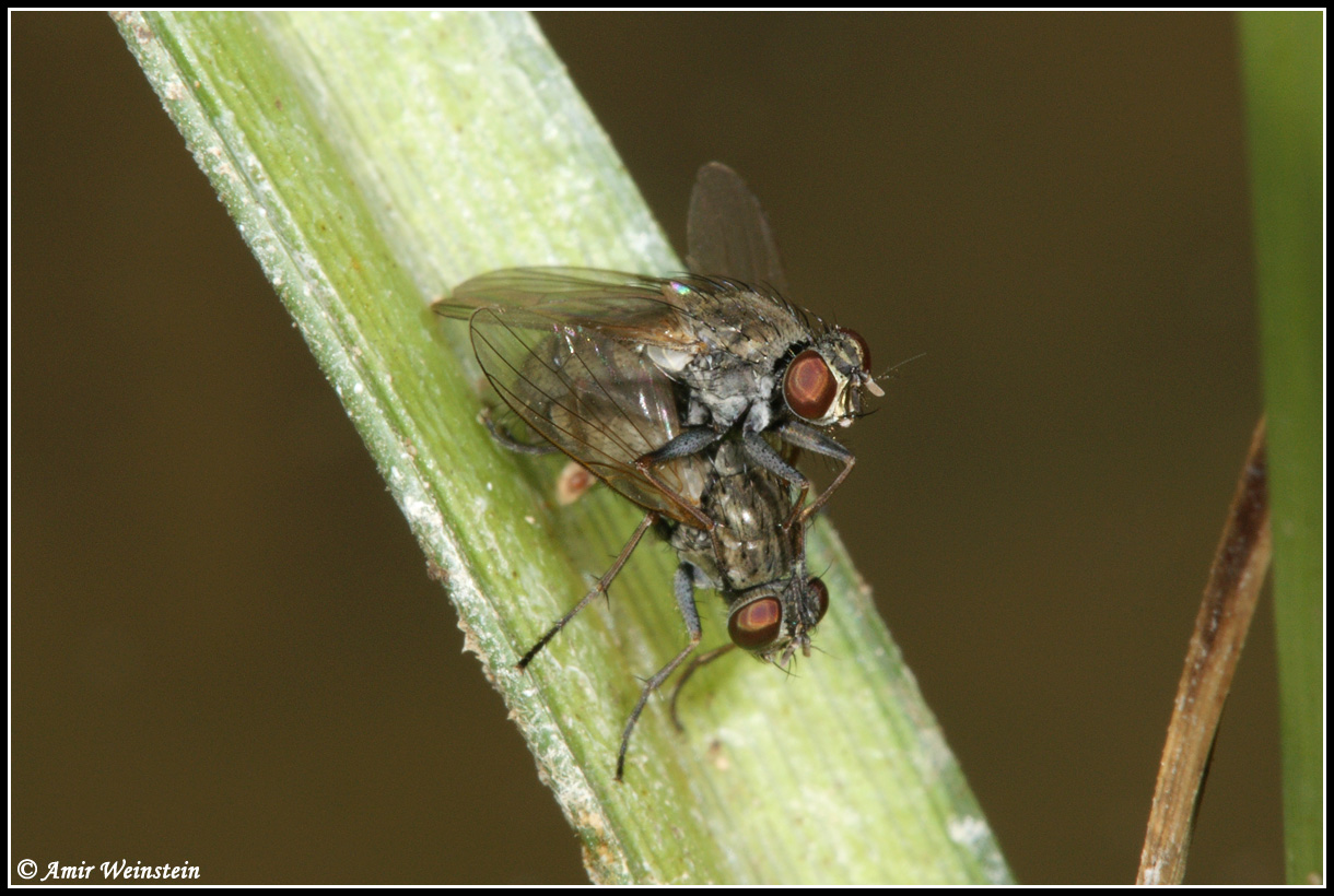 Diptera d''Israele